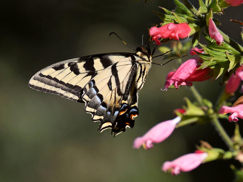 Swallowtail3.jpg