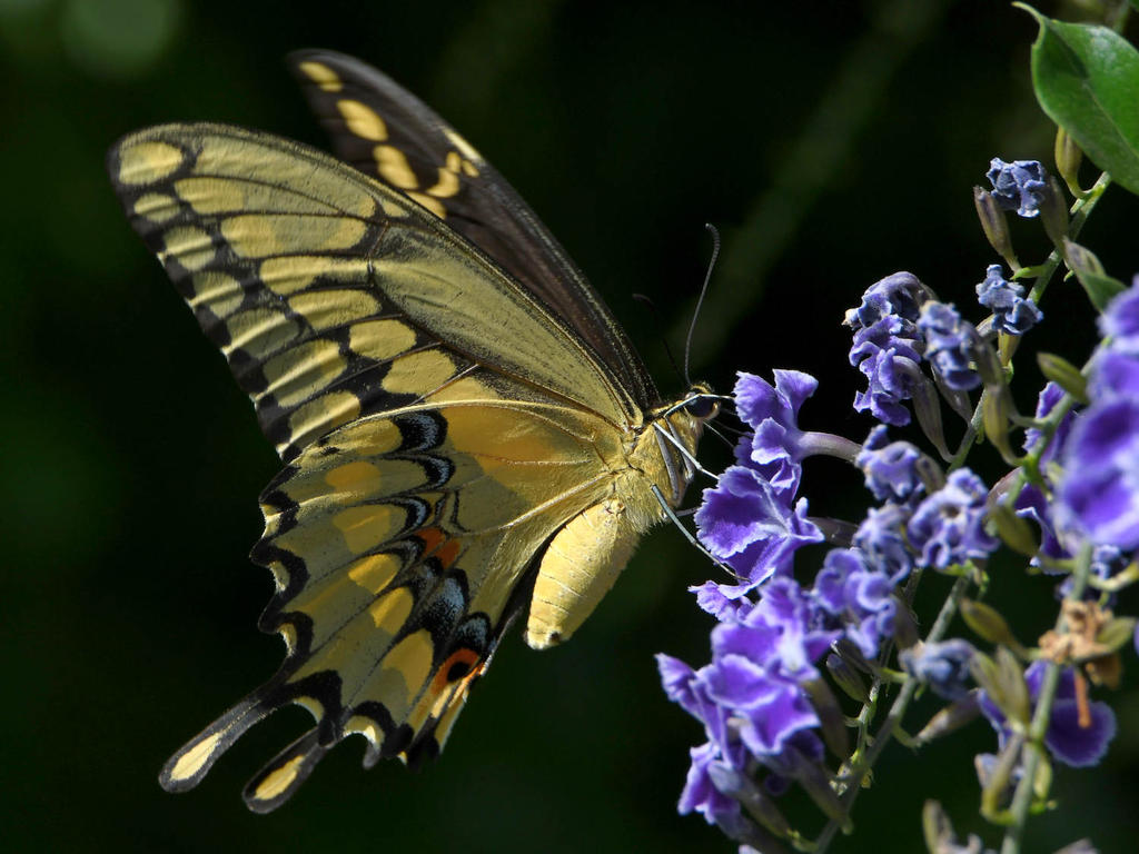 Swallowtail32.jpg