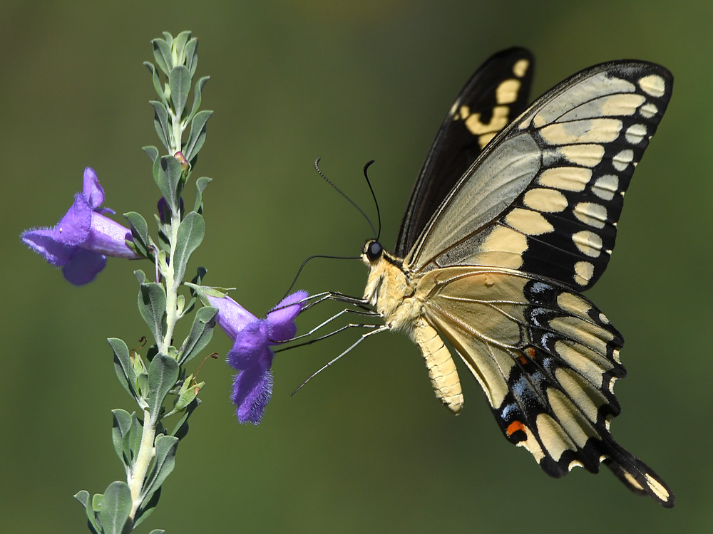 Swallowtail3_2019_08_24.jpg