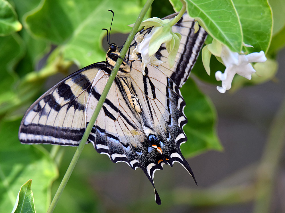 SwallowTail4.jpg