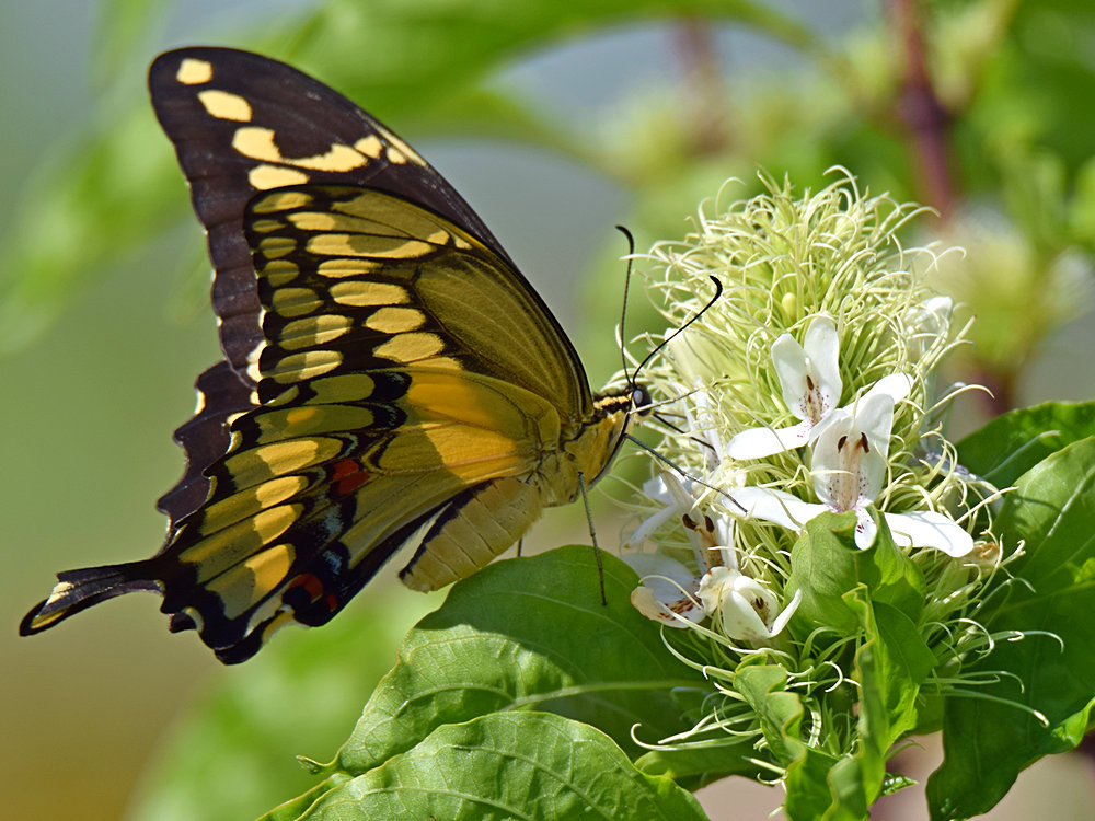 Swallowtail4.jpg