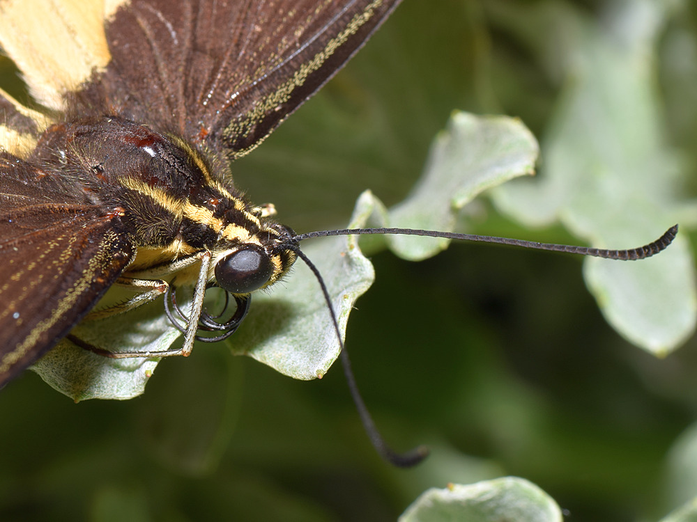 Swallowtail4.jpg