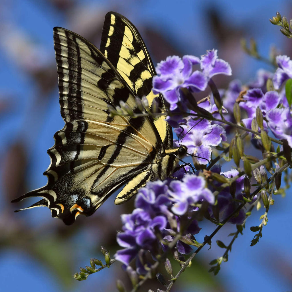 SwallowTail4.jpg