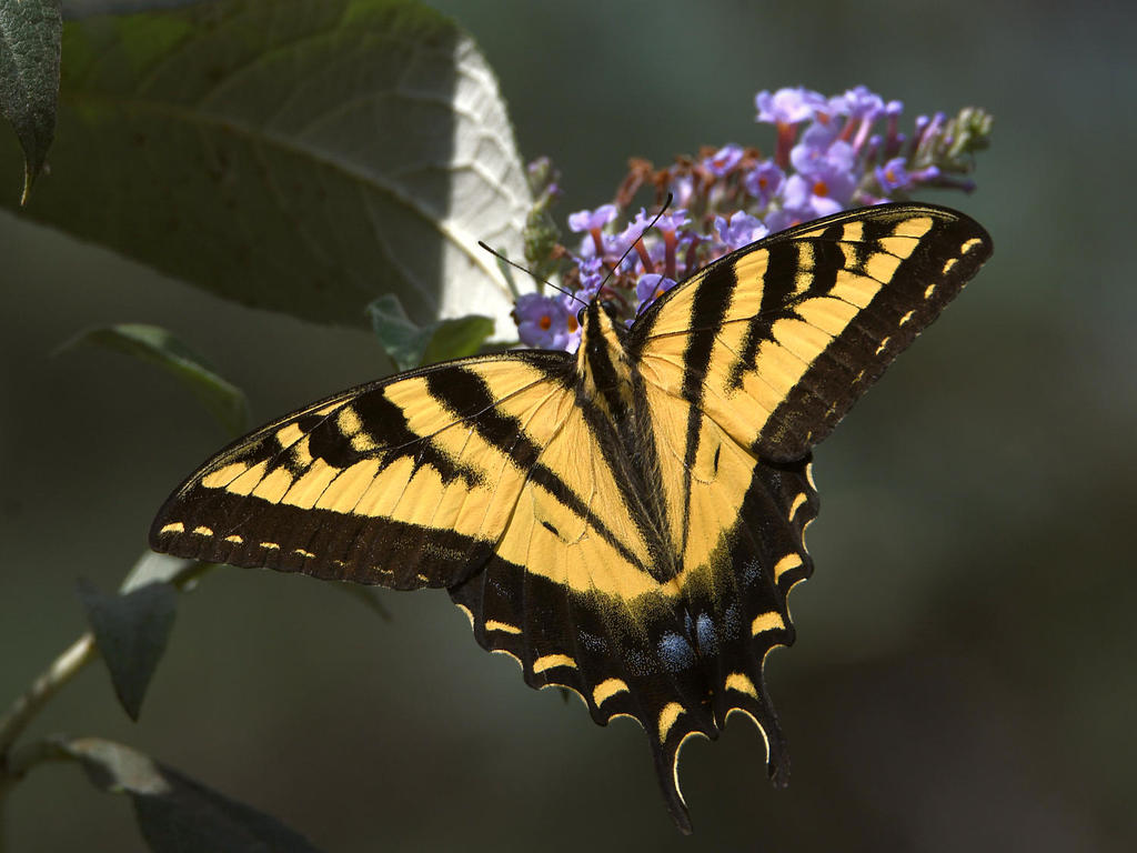 Swallowtail4.jpg