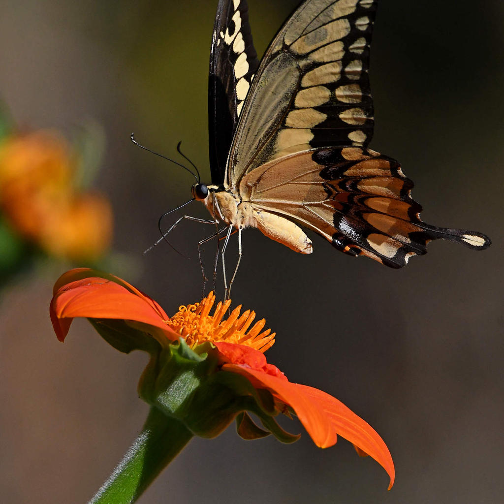 Swallowtail4.jpg