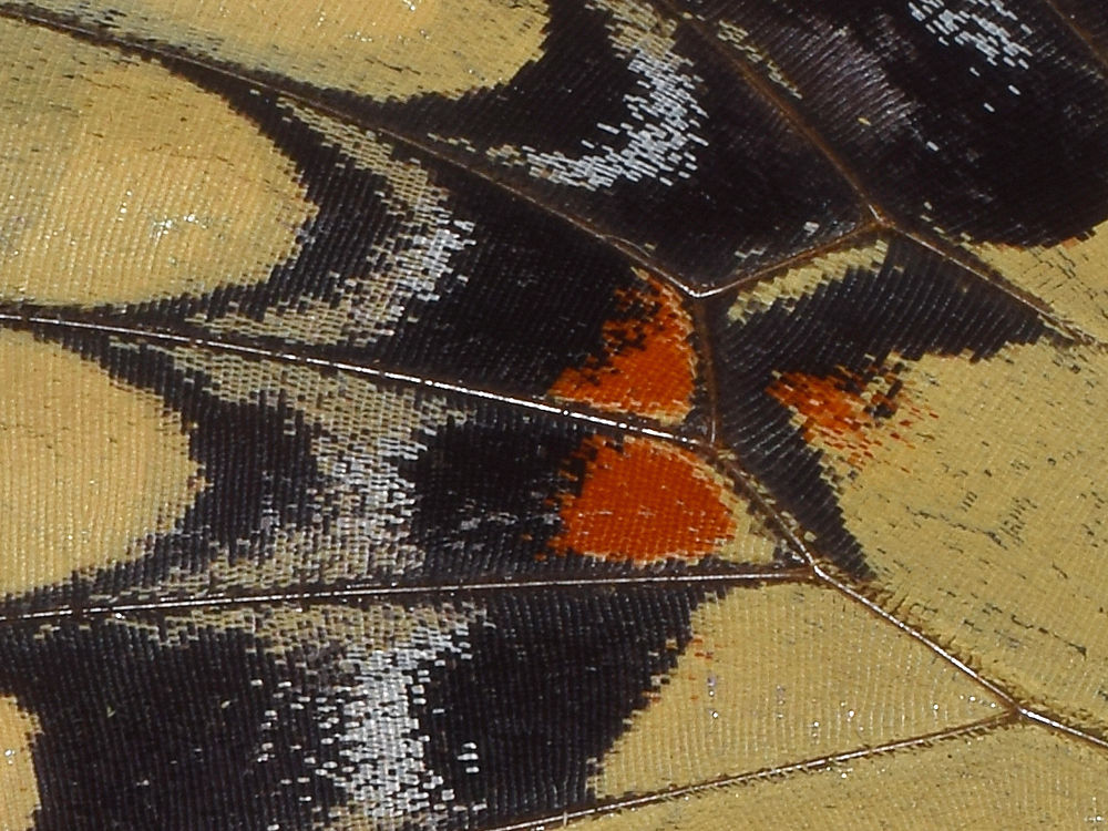 Swallowtail5.jpg