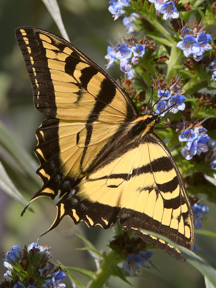 Swallowtail5.jpg