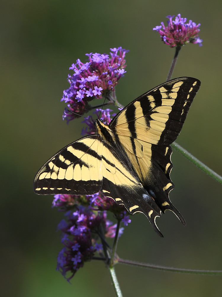 Swallowtail5.jpg