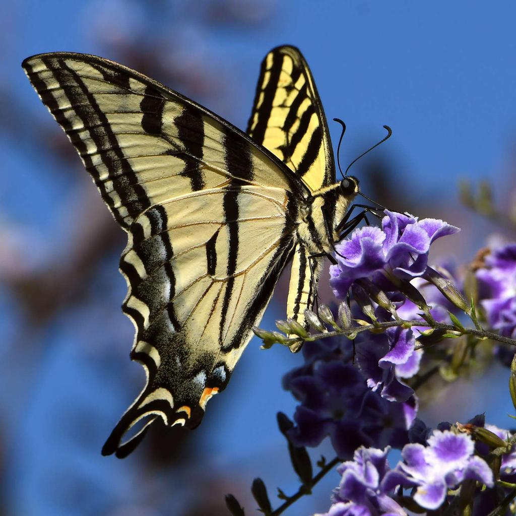 SwallowTail5.jpg