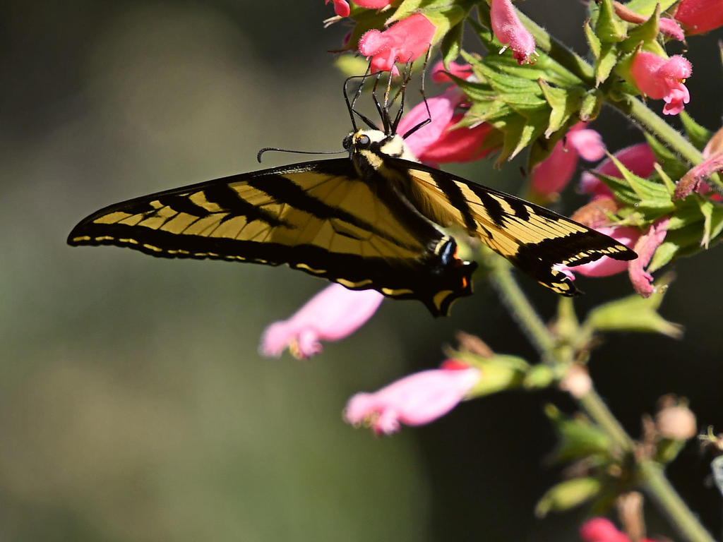 Swallowtail5.jpg