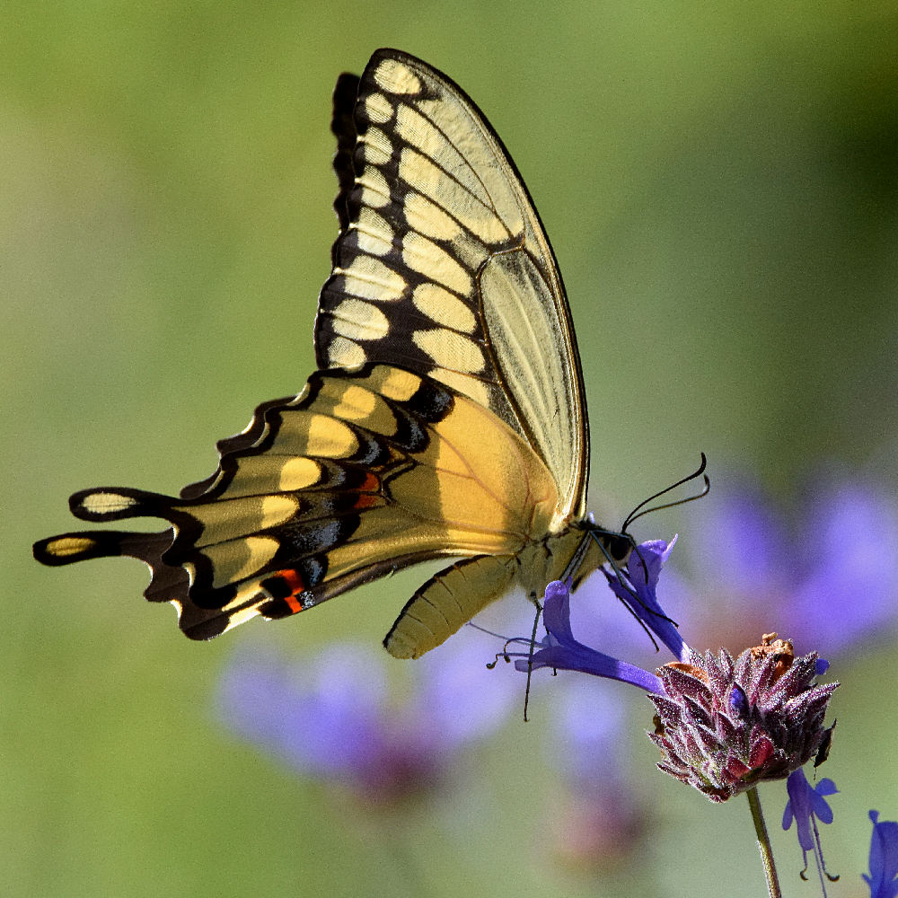 Swallowtail6.jpg