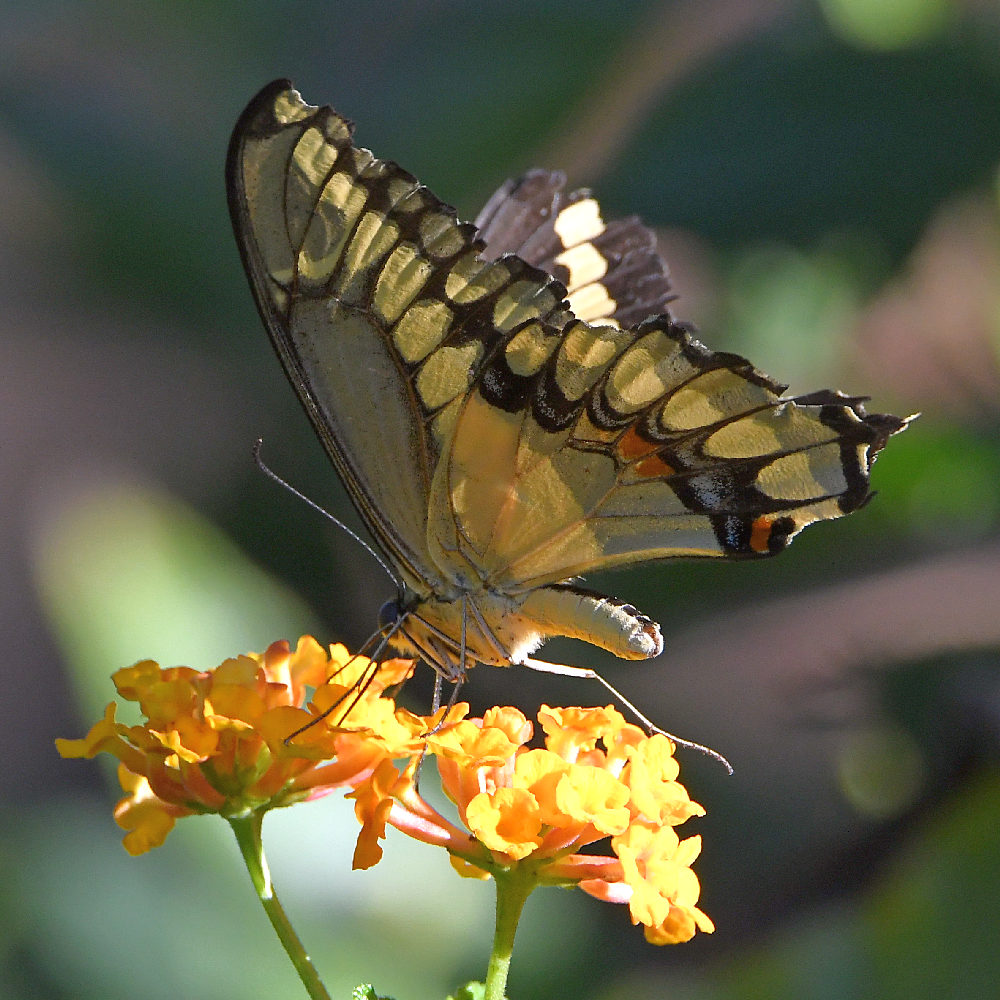 Swallowtail6.jpg