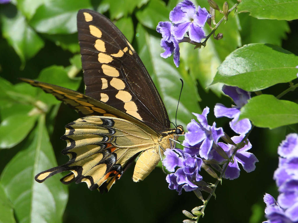Swallowtail6.jpg