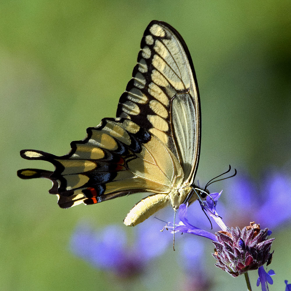 Swallowtail7.jpg