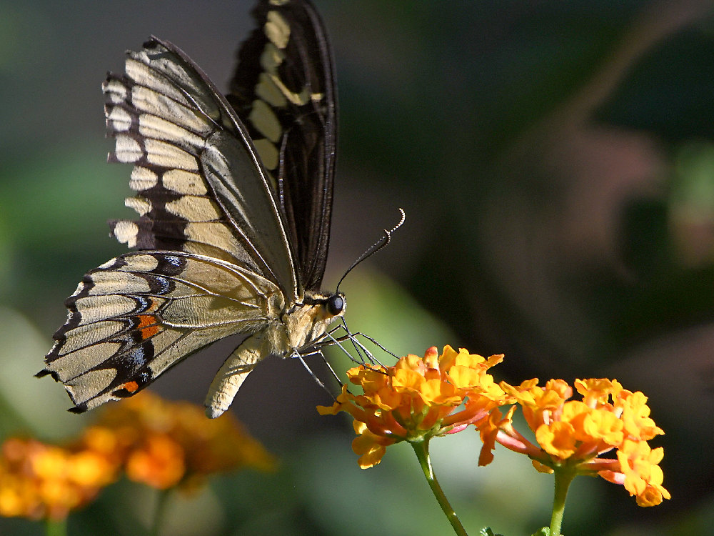 Swallowtail7.jpg