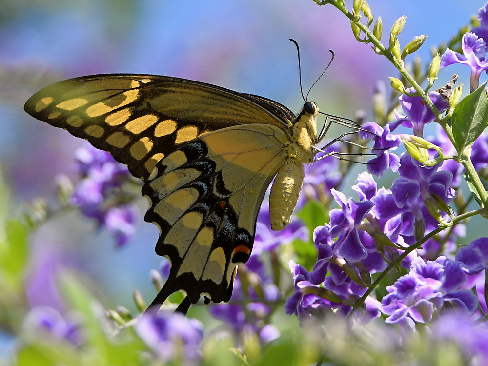 Swallowtail7.jpg