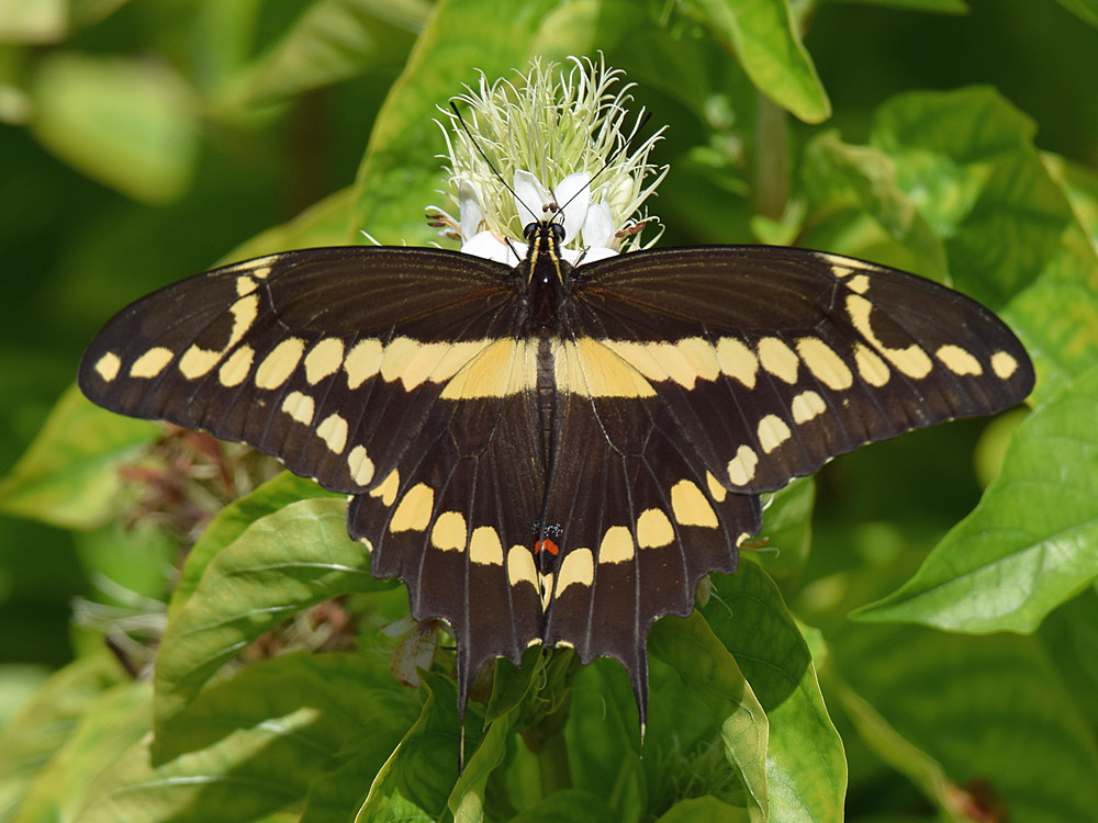 Swallowtail8.jpg