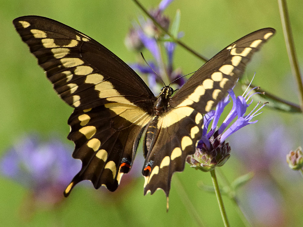 Swallowtail8.jpg