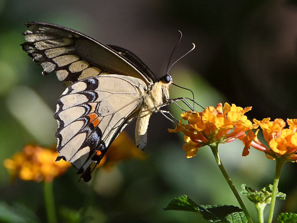 Swallowtail8.jpg