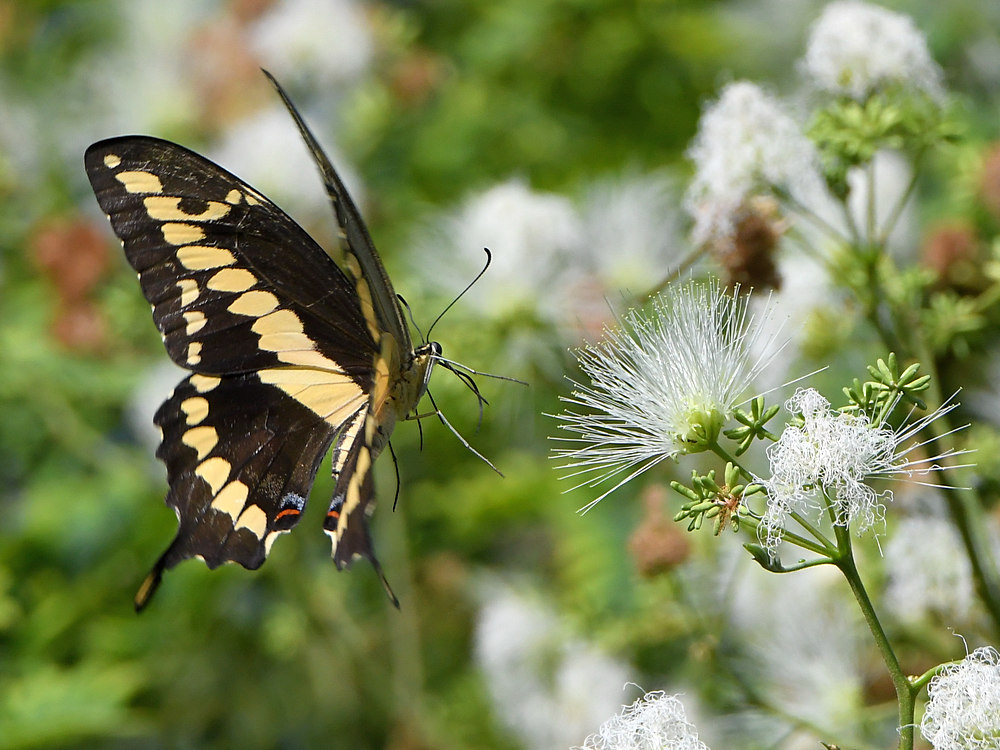 Swallowtail8.jpg