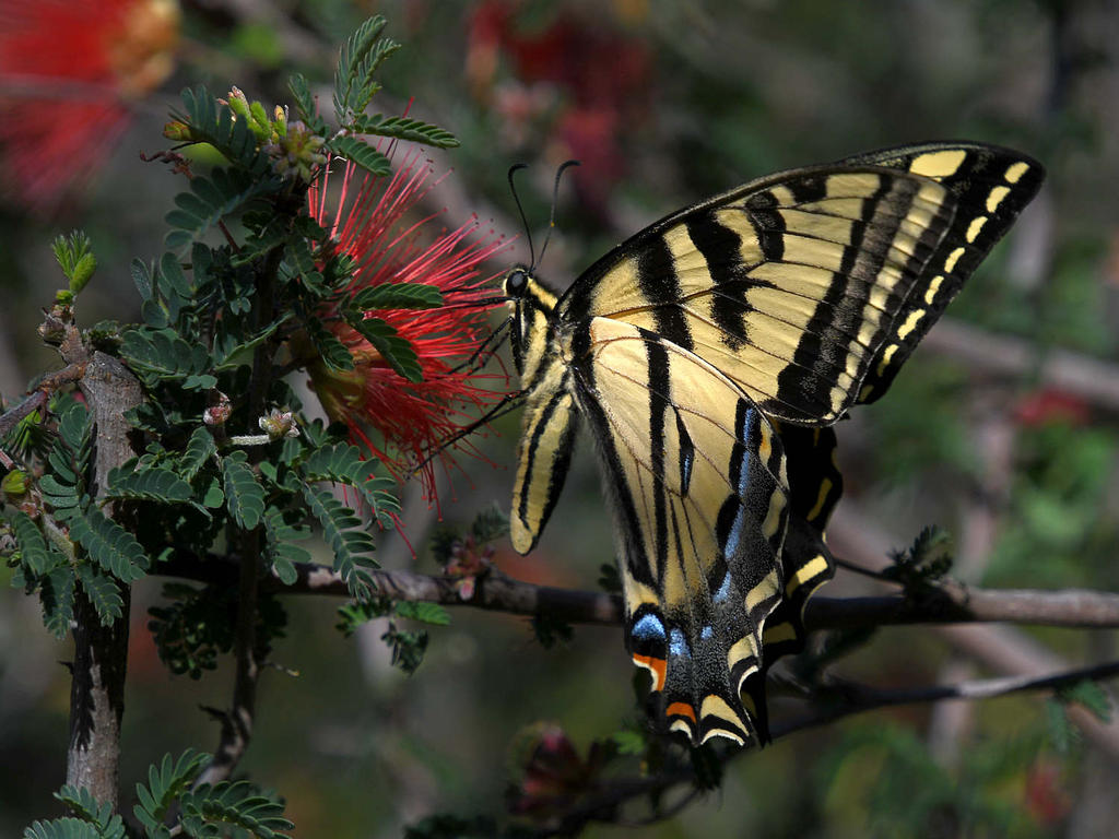 Swallowtail8.jpg