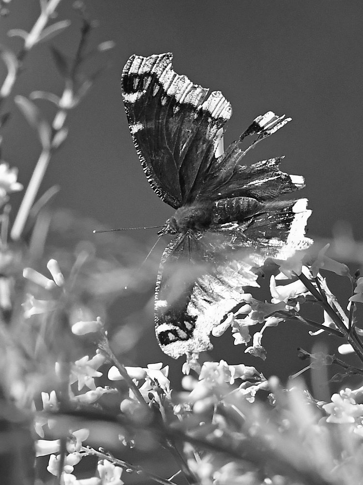 SwallowtailBW.jpg