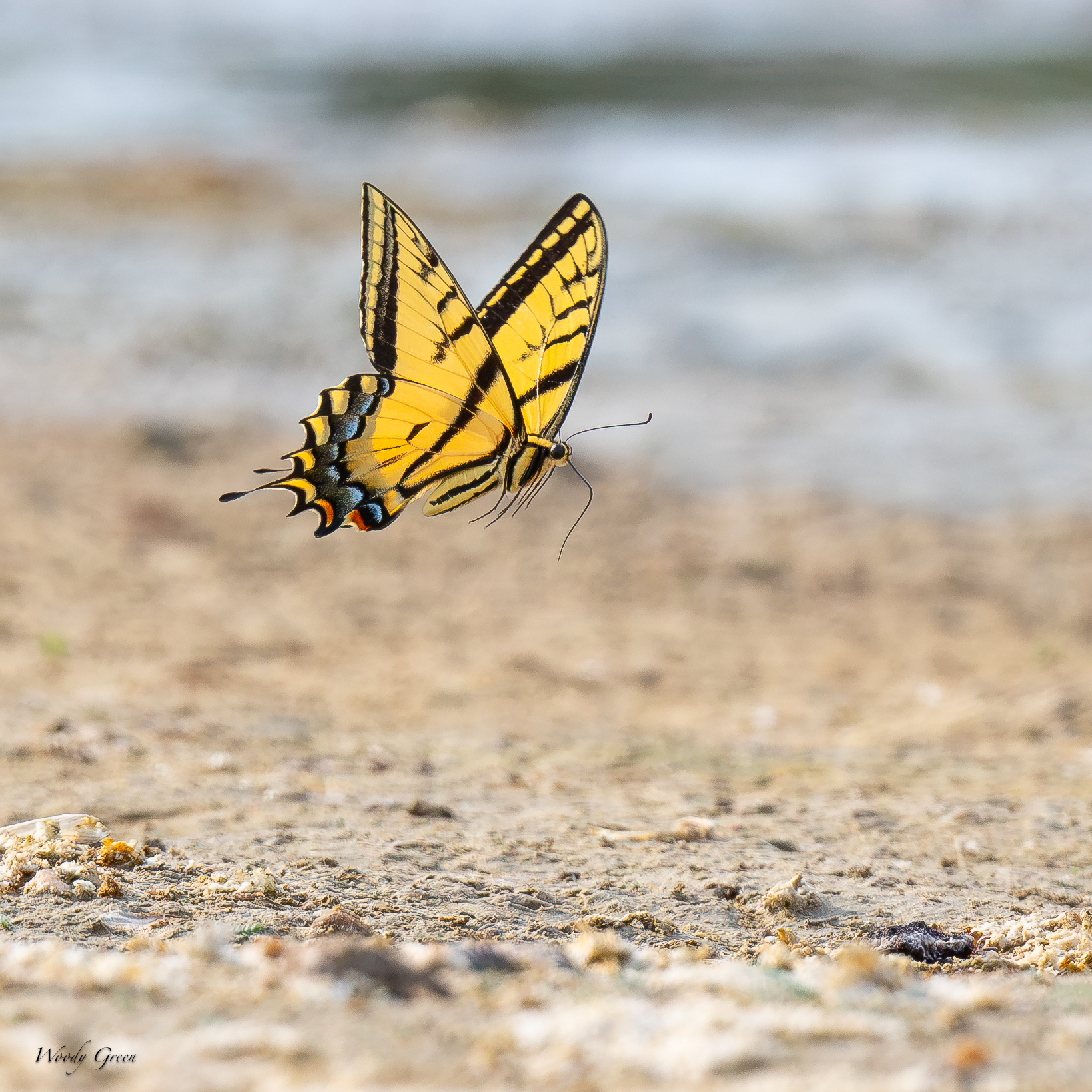 SwallowtailShore-703.jpg