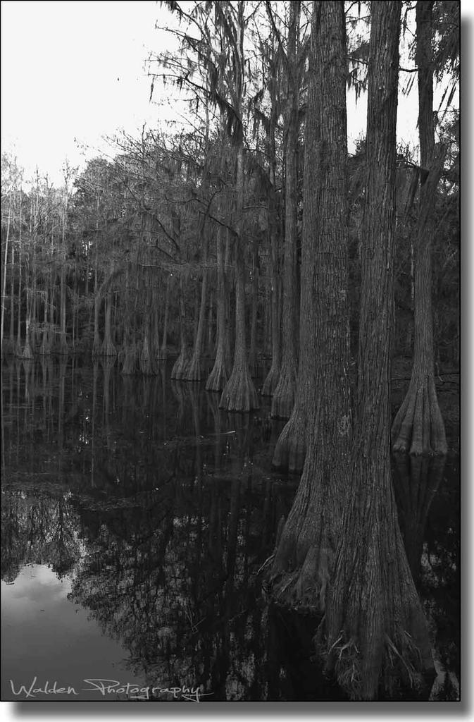Swamp Cypress.jpg