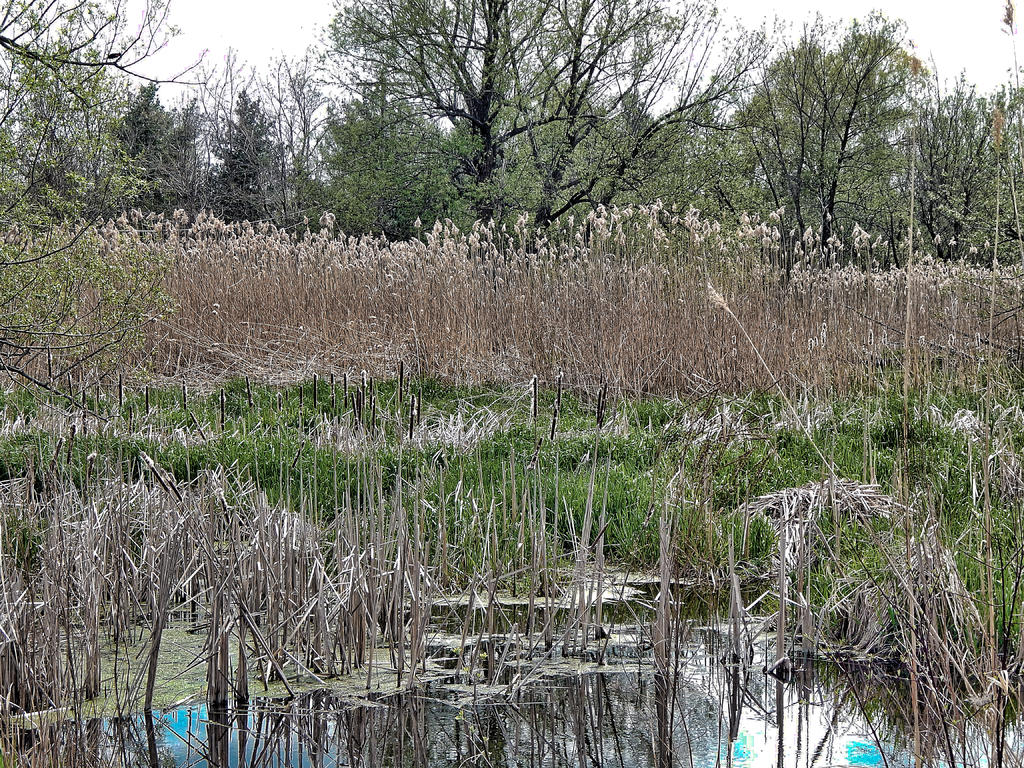 swamp.jpg