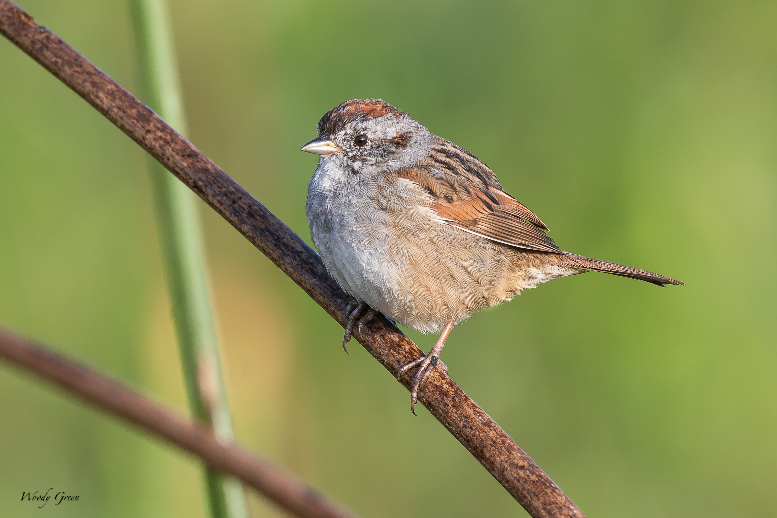 SwampSparrow-625.jpg