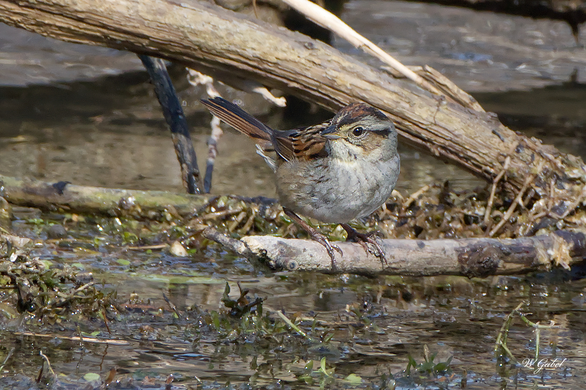 SwampSparrow sm.jpg