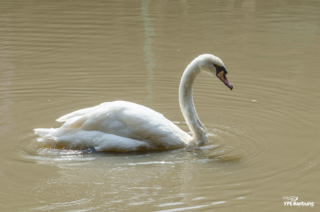 swan-1.jpg