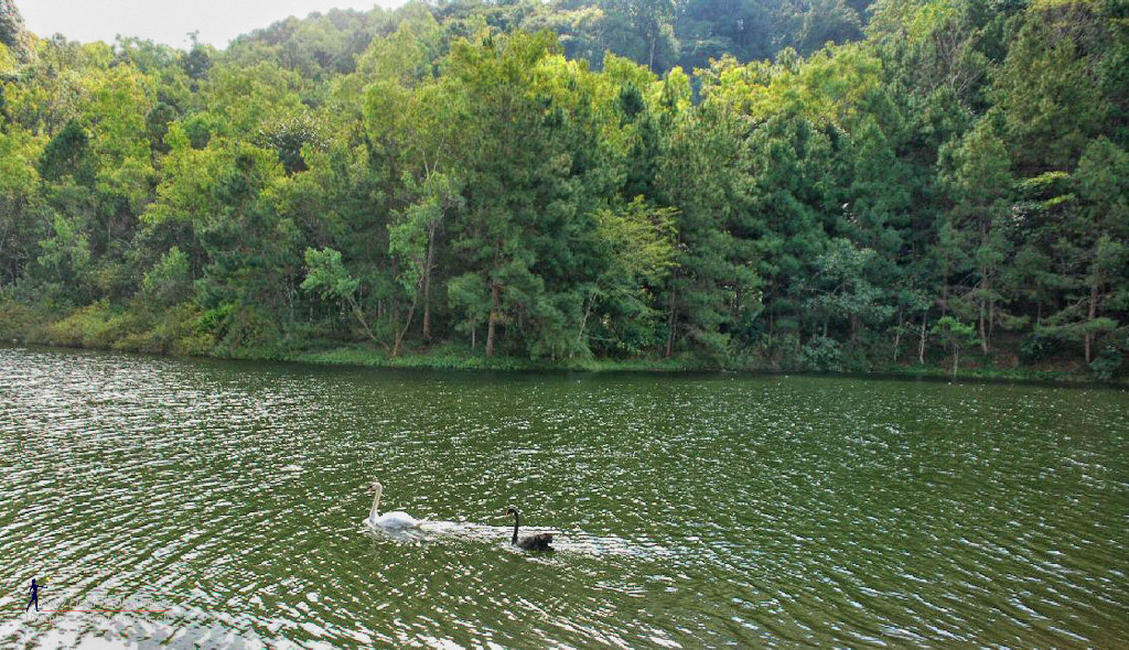 swan-1.jpg