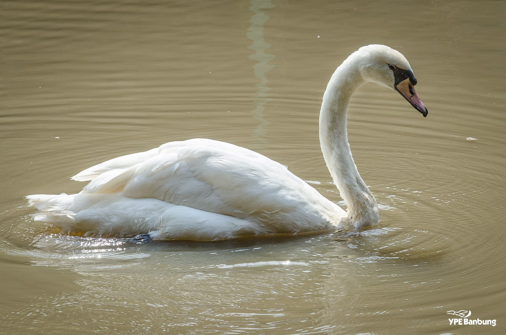 swan-2.jpg
