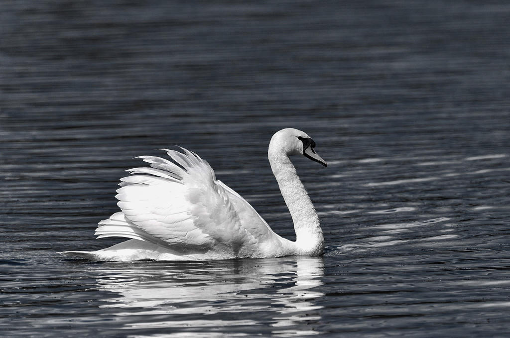 Swan 3 B&W.jpg
