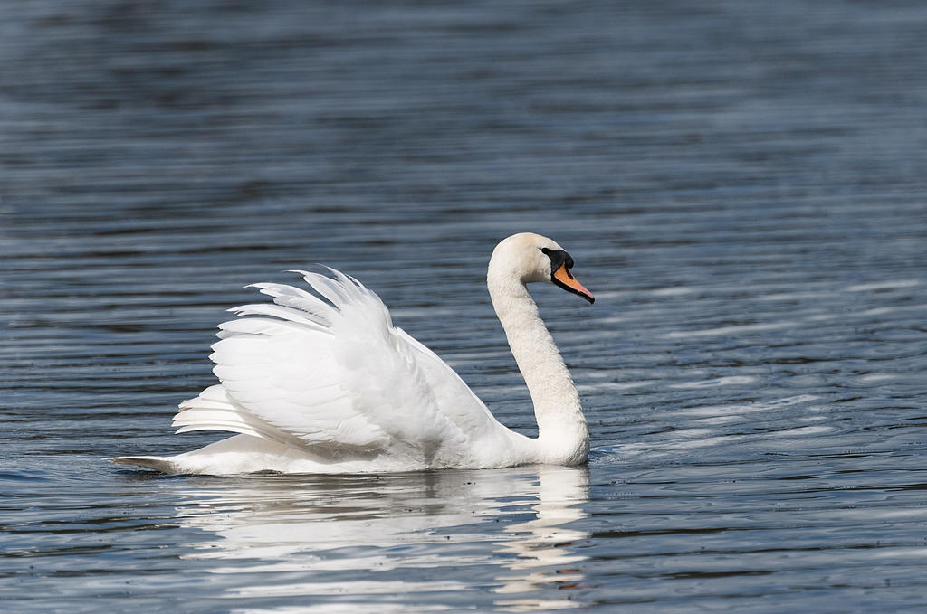 Swan 3.jpg