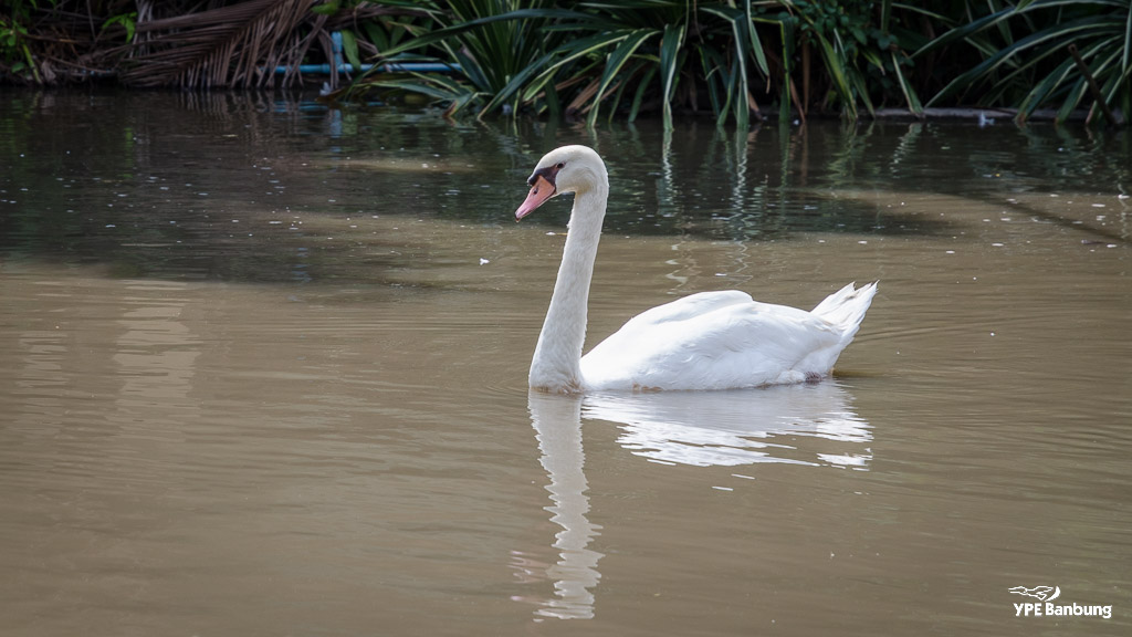 swan-3.jpg