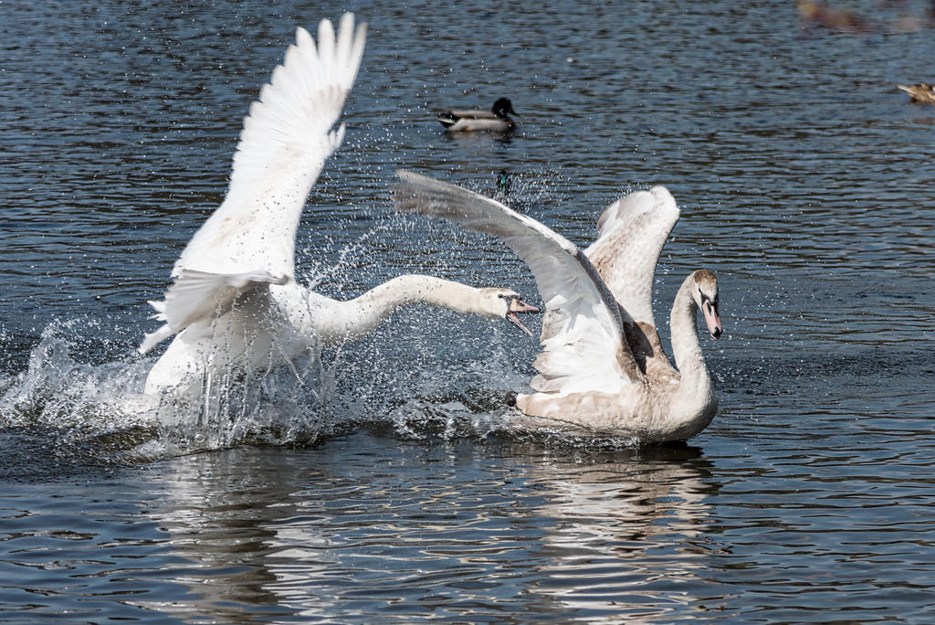 Swan-Fight.jpg