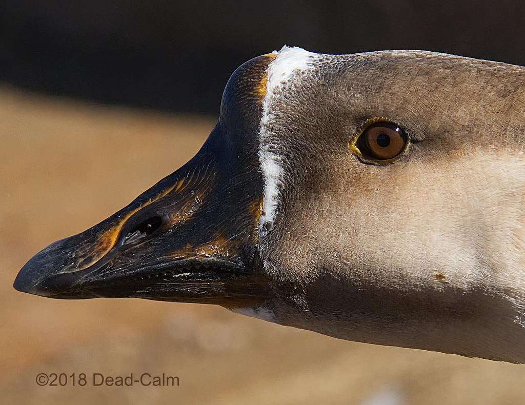 Swan Goose N500_4028.jpg