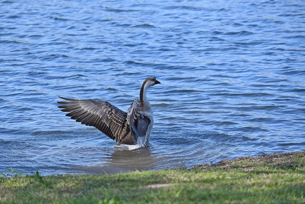 Swan Goose_00002.jpg