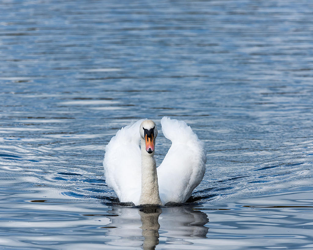 Swan.jpg