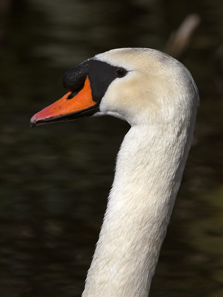 Swan.JPG