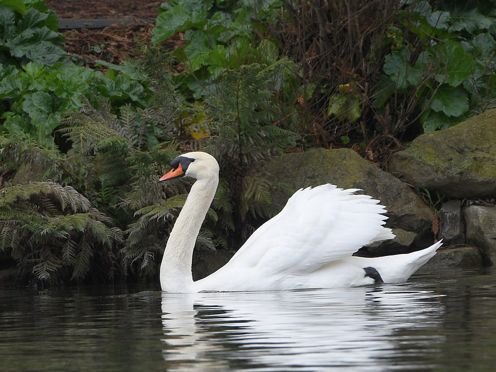 Swan.JPG