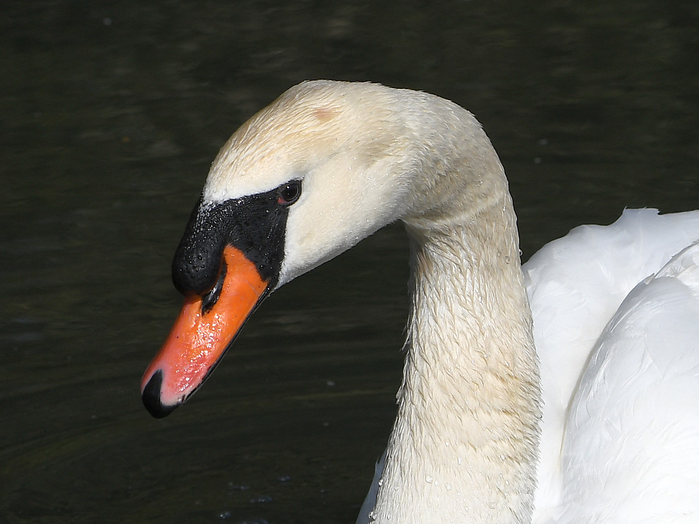 Swan4.JPG