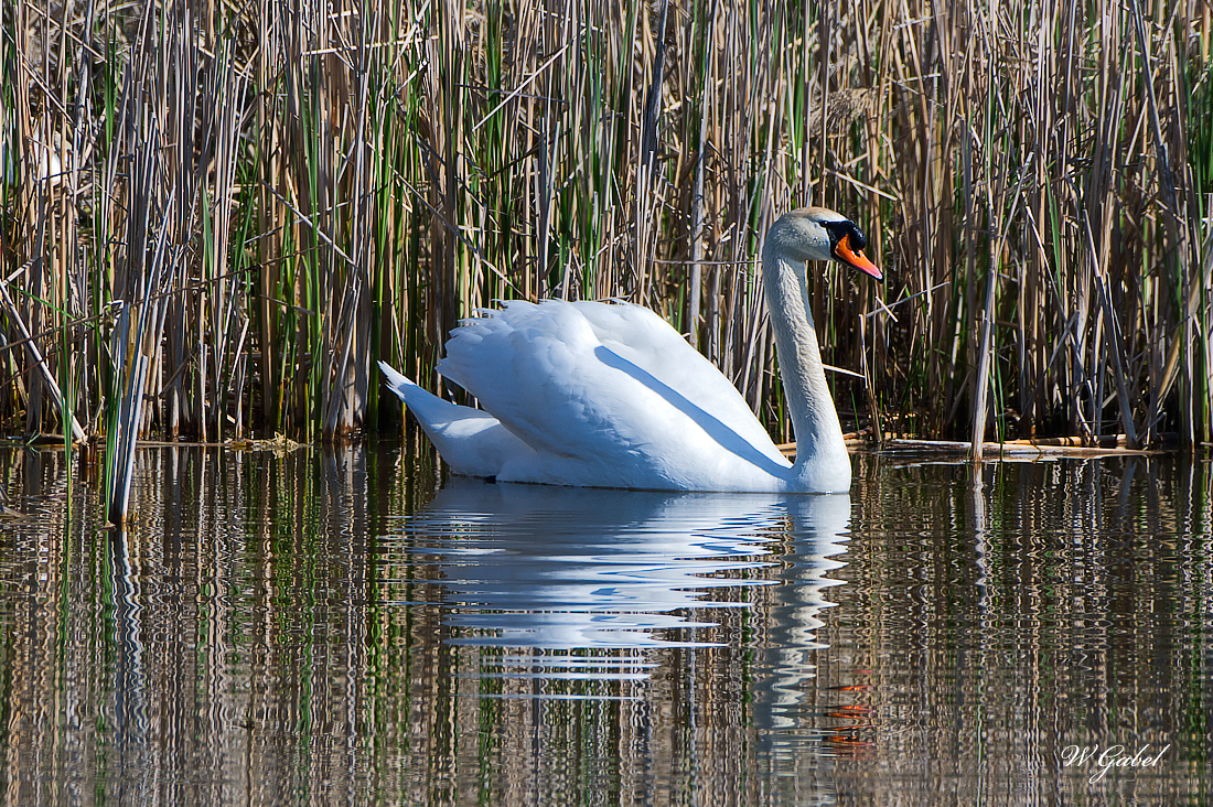 Swan4716 sm.jpg