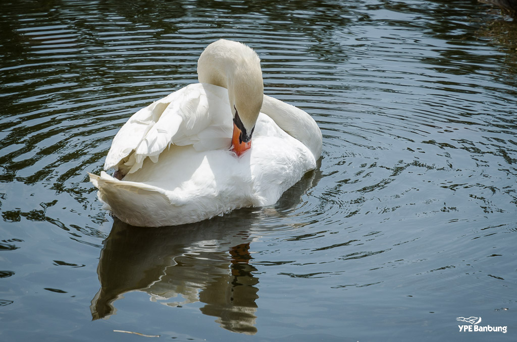 swans-1.jpg