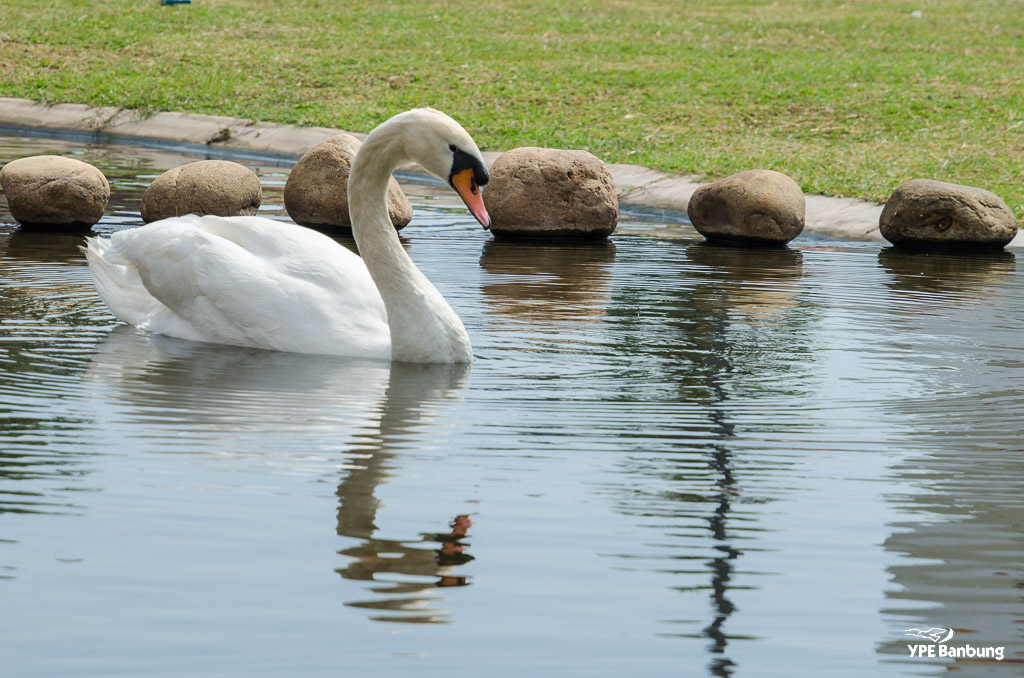 swans-2.jpg