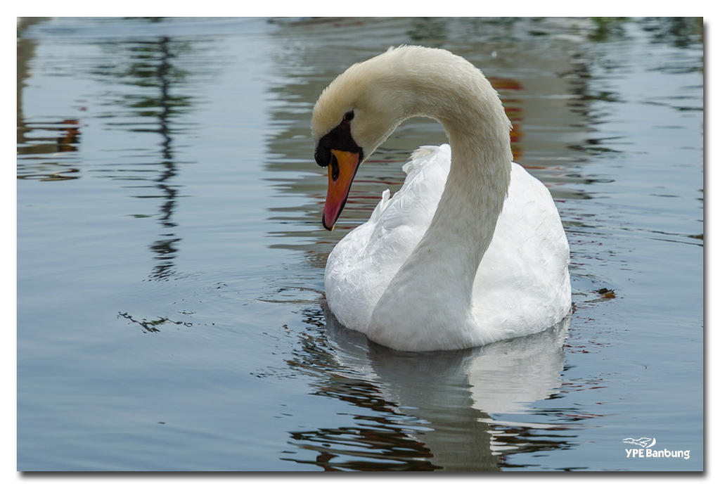 swans-3-FrameShop.jpg