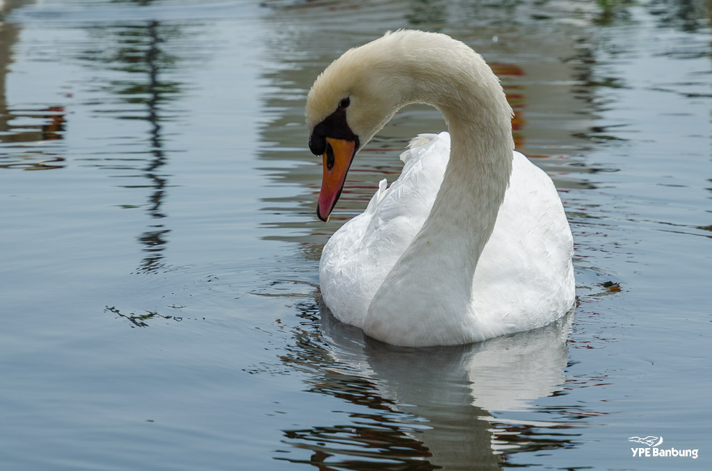 swans-3.jpg