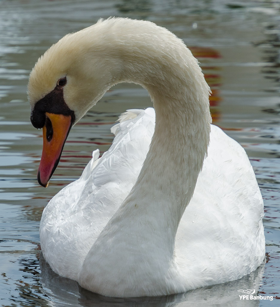swans-4.jpg